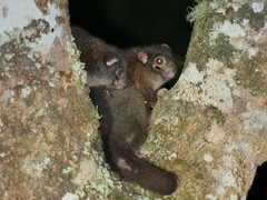 Hemibelideus lemuroides