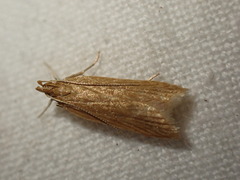 Helcystogramma rufescens