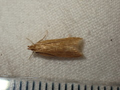 Helcystogramma rufescens