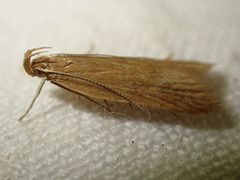 Helcystogramma rufescens