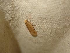 Helcystogramma rufescens
