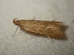 Helcystogramma rufescens