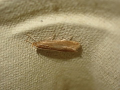 Helcystogramma rufescens