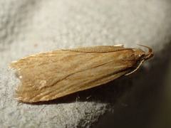 Helcystogramma rufescens