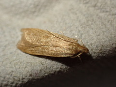 Helcystogramma rufescens