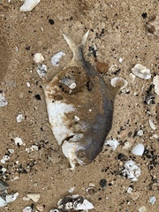 Trachinotus
