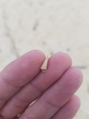 Colpospira australis