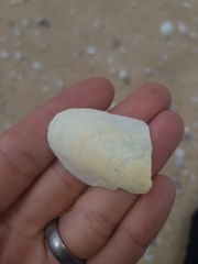 Modiolus albicosta