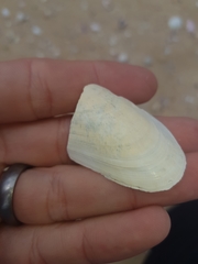 Modiolus albicosta
