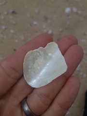 Modiolus albicosta