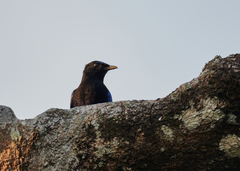 Myophonus horsfieldii