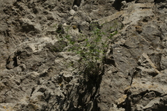 Galium valantioides