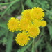 Tanacetum millefolium - Photo (c) Gennadiy Okatov, algunos derechos reservados (CC BY-NC), subido por Gennadiy Okatov