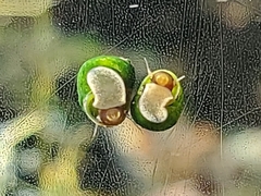 Pyrgulopsis avernalis