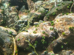 Pyrgulopsis avernalis