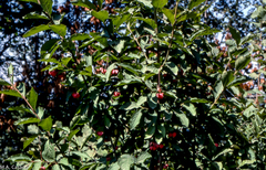 Euonymus latifolius