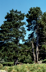 Pinus nigra pallasiana
