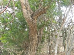 Astianthus viminalis