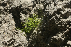 Galium valantioides