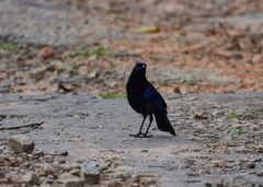 Myophonus horsfieldii