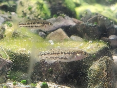 Crenichthys baileyi moapae