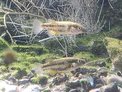 Crenichthys baileyi moapae