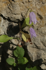 Campanula komarovii