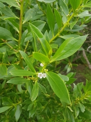 Myoporum acuminatum