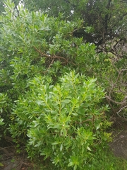 Myoporum acuminatum