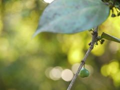 Canthium angustifolium