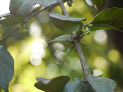 Canthium angustifolium