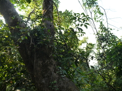 Canthium angustifolium