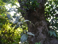 Canthium angustifolium