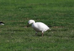 Anser caerulescens × rossii