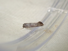 Swammerdamia pyrella