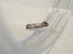 Swammerdamia pyrella