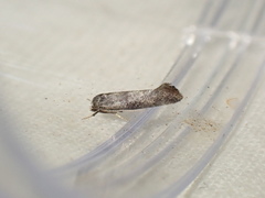 Swammerdamia pyrella