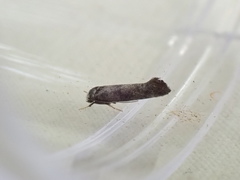 Swammerdamia pyrella