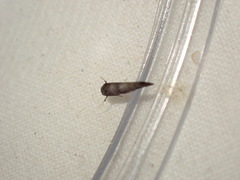 Swammerdamia pyrella