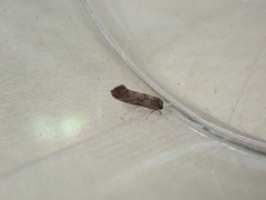 Swammerdamia pyrella