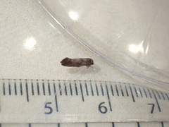 Swammerdamia pyrella