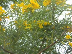 Astianthus viminalis
