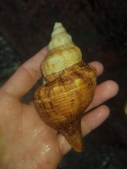 Australaria australasia