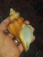 Australaria australasia