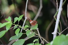Abisara saturata