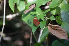 Abisara saturata