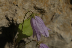 Campanula komarovii