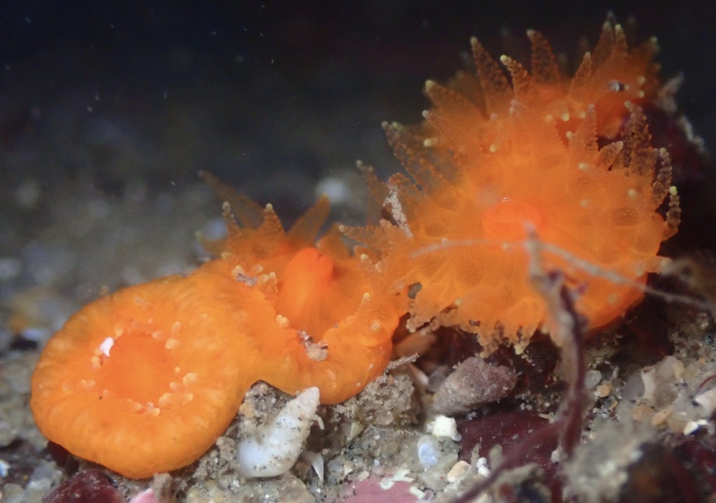 orange cup coral