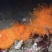 Orange Cup Coral - Photo (c) Cricket Raspet, some rights reserved (CC BY), uploaded by Cricket Raspet
