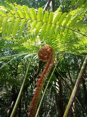 Sphaeropteris horrida